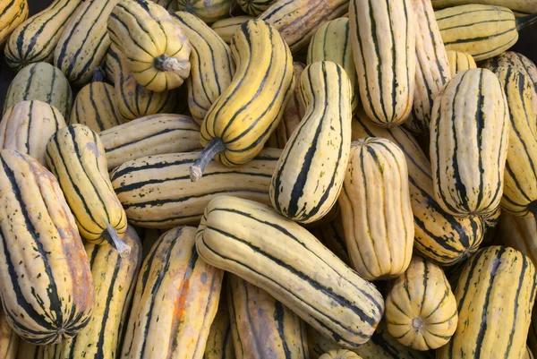 Delicata Squash Mercado Colheita Ação Graças — Fotografia de Stock