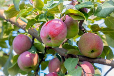 Yeşil yapraklı elma dallarında doğal kümelerde yetişen taze kırmızı elmalar. Bol miktarda meyve bahçesi hasadı açık havada toplanmaya hazır çok sayıda olgun meyve gösteriyor..