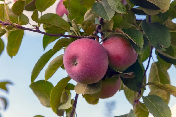 Taze kırmızı elmalar mavi gökyüzüne karşı yeşil yapraklı elma dalında asılı duruyor. Doğal meyve bahçesinin yakın çekimi açık havada hasat için hazır olgun meyveleri gösteriyor..