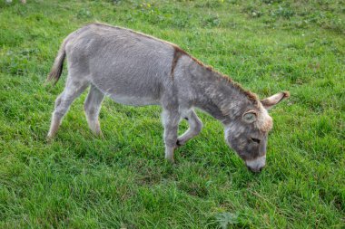 Açık çayır tarlasında yemyeşil çimlerde otlayan gri eşek. Sakin kırsal tarım manzarası tarım, kırsal yaşam tarzı, sürdürülebilir tarım ve barışçıl ülke ortamları için ideal.