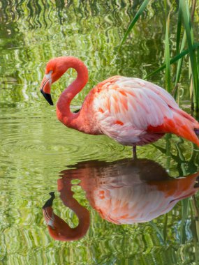 Zarif pembe flamingo berrak ayna yansıması ile durgun suda duruyor. Güzel tropikal sulak bölge kuşları vahşi yaşam, doğa ve sakin su habitatları için mükemmeldir..