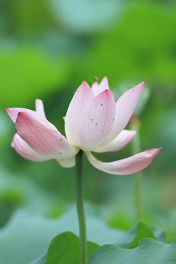  Lotus çiçek çiçek, yaz saati hk