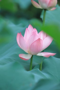  Lotus çiçek çiçek, yaz saati hk