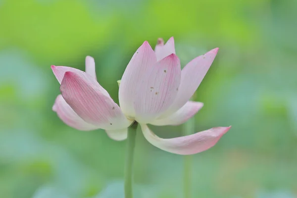 Lotus Bloem Bloeien Zomertijd — Stockfoto