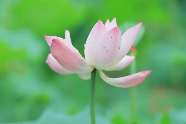 Lotus Flower Blossom Summer Time — Stock Photo, Image