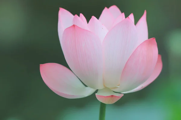 Lotusblüte Zur Sommerzeit — Stockfoto