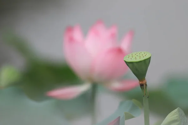Квітка Лотоса Цвіте Літній Час — стокове фото