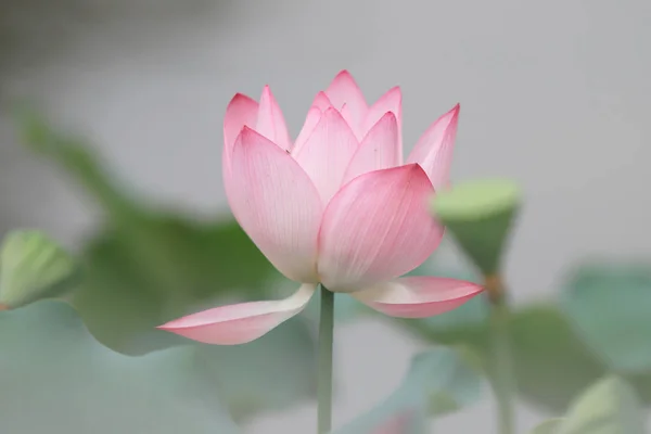 Floare Lotus Înflorește Timpul Verii — Fotografie, imagine de stoc