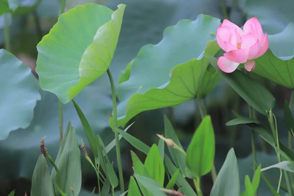 Lotus Blomma Blomma Sommaren — Stockfoto