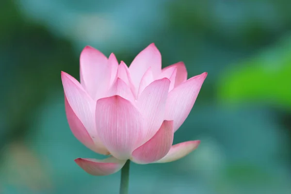 Lotusblüte Zur Sommerzeit — Stockfoto