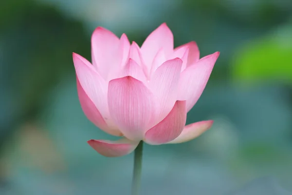 Lotus Bloem Bloeien Zomertijd — Stockfoto
