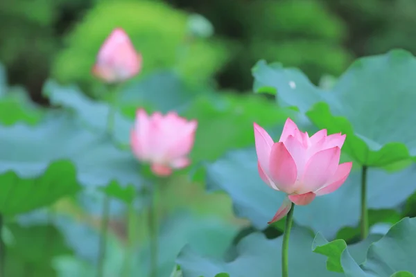 夏の時間 でロータスの花の花 — ストック写真