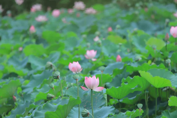 Lotus Flower Blossom Summer Time — Stock Photo, Image