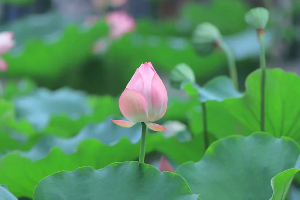 Lotus Flower Blossom Summer Time — Stock Photo, Image