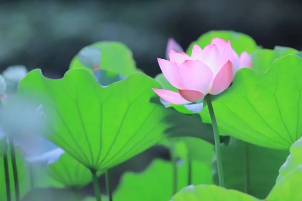 Fleur Lotus Fleur Heure Été — Photo