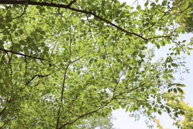üç en ünlü bahçeleri olduğunu