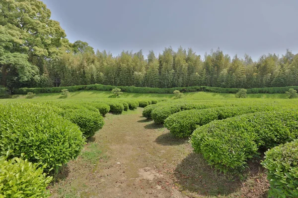 üç en ünlü bahçeleri olduğunu