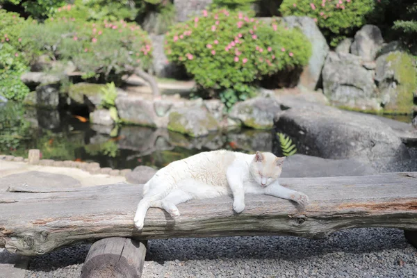 岡山県の有名な吉備津神社にて — ストック写真