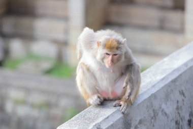 Kam Shan Country Park, Kowloon makak