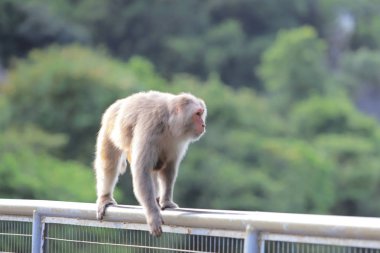 Kam Shan Country Park, Kowloon makak