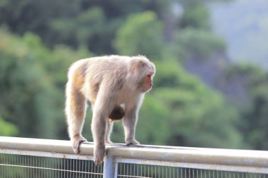 Kam Shan Country Park, Kowloon makak