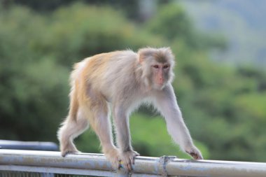 Kam Shan Country Park, Kowloon makak