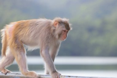Kam Shan Country Park, Kowloon makak