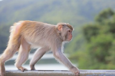 Kam Shan Country Park, Kowloon makak