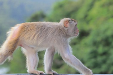 Kam Shan Country Park, Kowloon makak