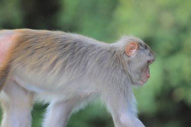 Kam Shan Country Park, Kowloon makak
