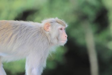 Kam Shan Country Park, Kowloon makak