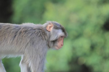Kam Shan Country Park, Kowloon makak