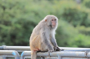 Kam Shan Country Park, Kowloon makak