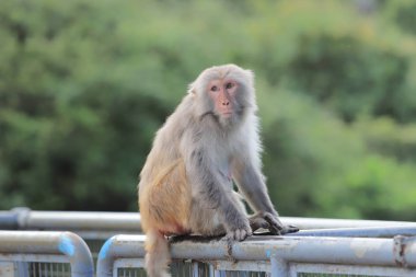 Kam Shan Country Park, Kowloon makak