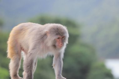 Kam Shan Country Park, Kowloon makak