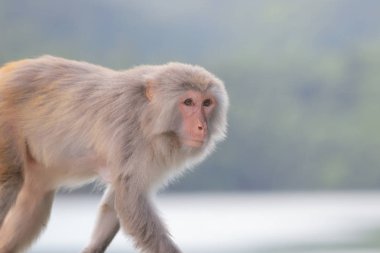 Kam Shan Country Park, Kowloon makak