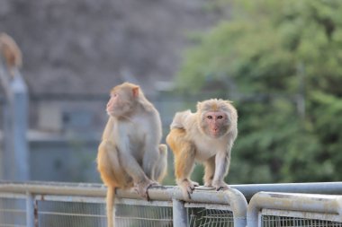 Kam Shan Country Park, Kowloon makak