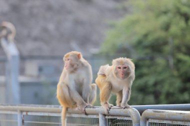 Kam Shan Country Park, Kowloon makak