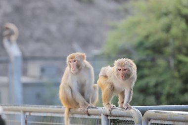 Kam Shan Country Park, Kowloon makak
