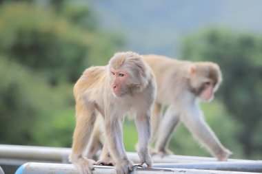 Kam Shan Country Park, Kowloon makak