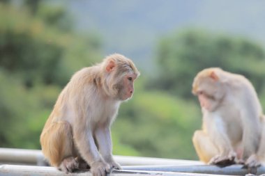 Kam Shan Country Park, Kowloon makak
