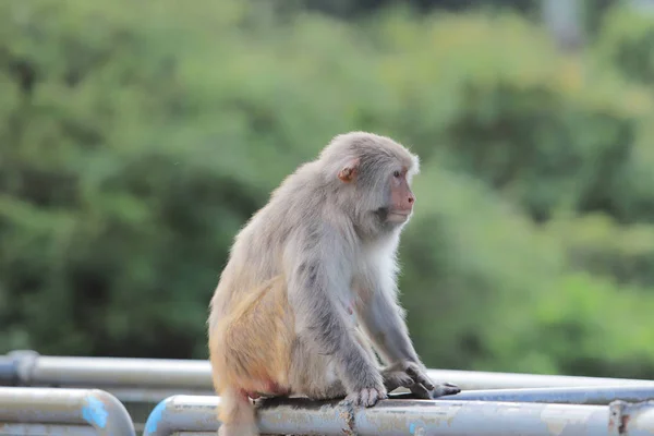 Macaque Kam Shan Country Park Kowloon — Fotografia de Stock