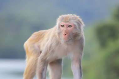 Kam Shan Country Park, Kowloon makak