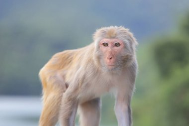 Kam Shan Country Park, Kowloon makak
