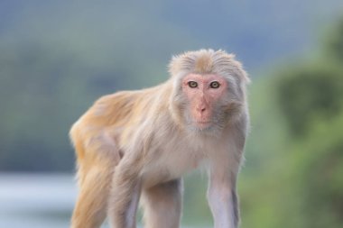 Kam Shan Country Park, Kowloon makak