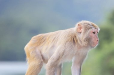 Kam Shan Country Park, Kowloon makak