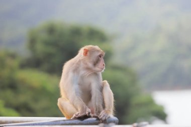 Kam Shan Country Park, Kowloon makak