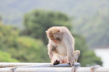 Kam Shan Country Park, Kowloon makak