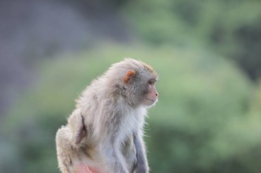 Kam Shan Country Park, Kowloon makak