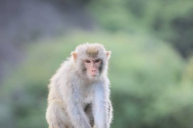 Kam Shan Country Park, Kowloon makak